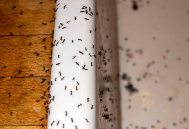 Best Pest Control for Restaurants  in Acworth, GA